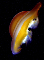 This deep space alien object is the photo of a jellyfish which suffered extensive back scatter 